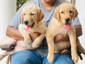 1-3 months Female Purebred Labrador Retriever