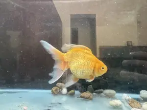 Giant 9.5 Inch Show Grade Oranda Goldfish San Ierō Color
