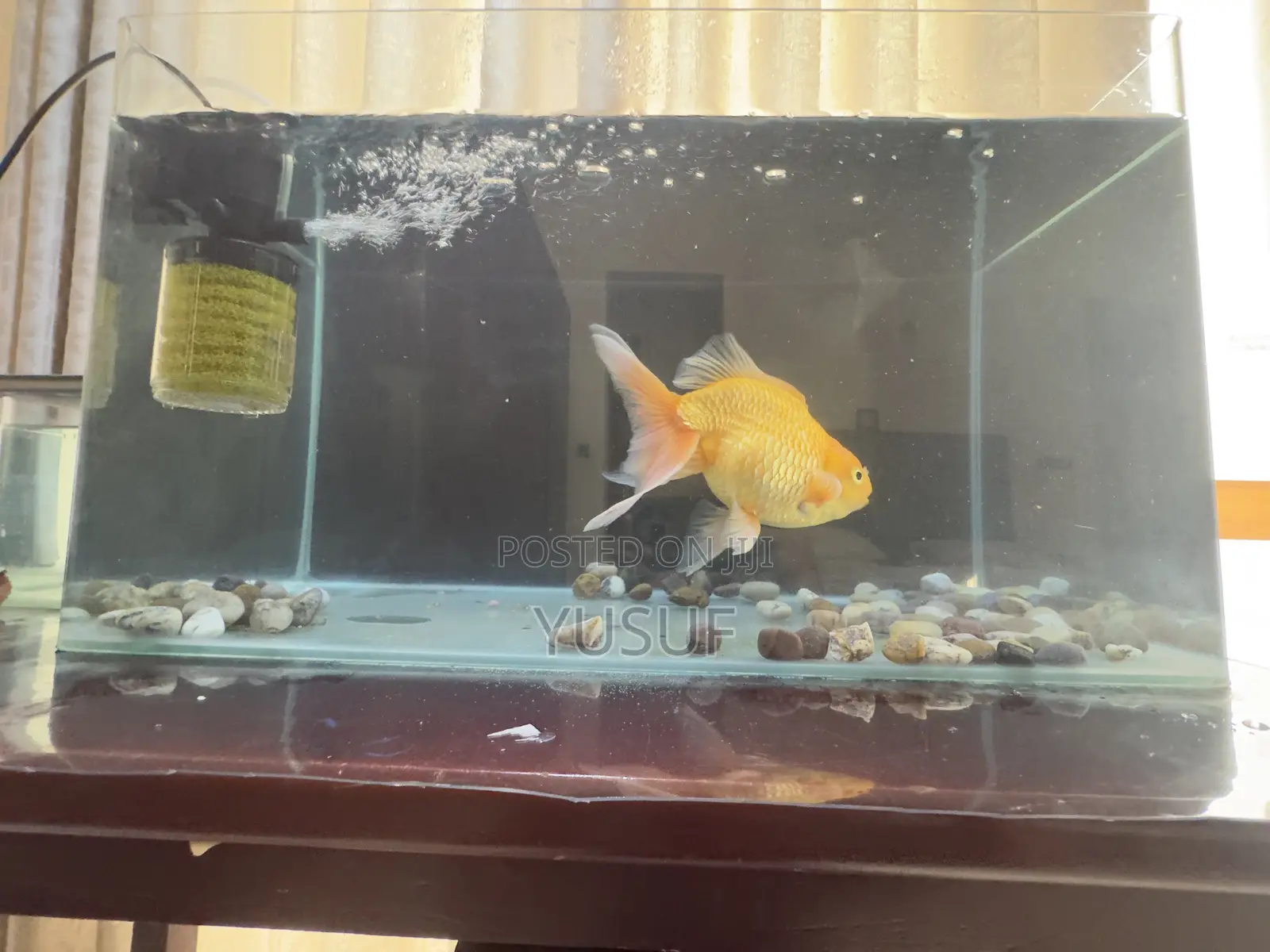 Giant 9.5 Inch Show Grade Oranda Goldfish San Ierō Color
