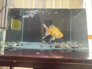 Giant 9.5 Inch Show Grade Oranda Goldfish San Ierō Color