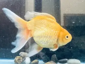 Giant 9.5 Inch Show Grade Oranda Goldfish San Ierō Color
