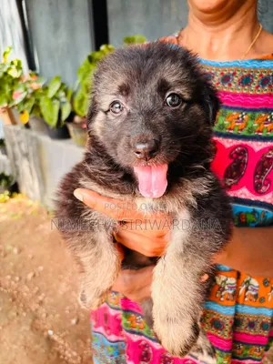 0-1 month Male Purebred German Shepherd