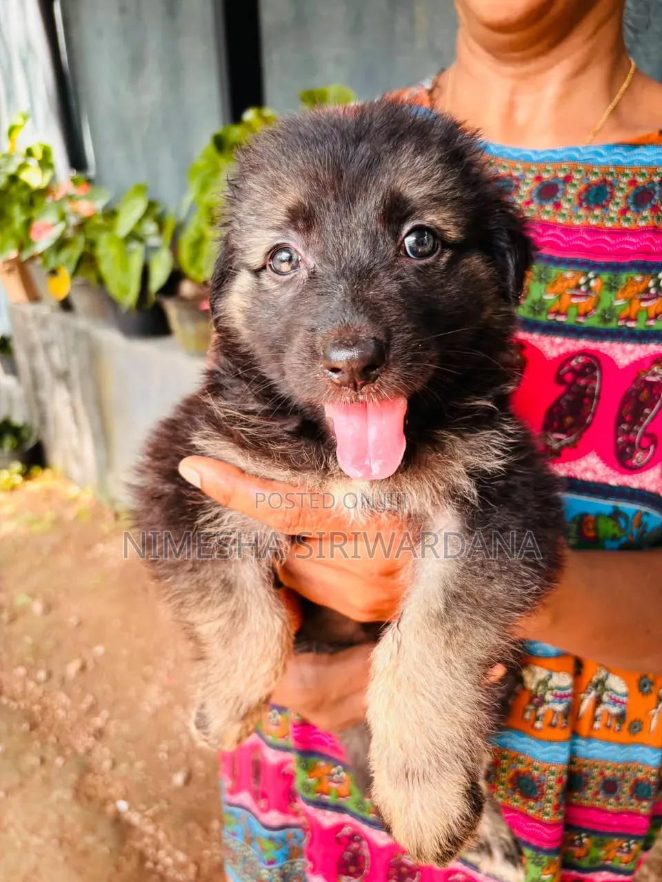 0-1 month Male Purebred German Shepherd