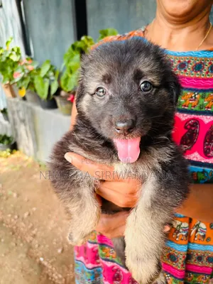 0-1 month Male Purebred German Shepherd