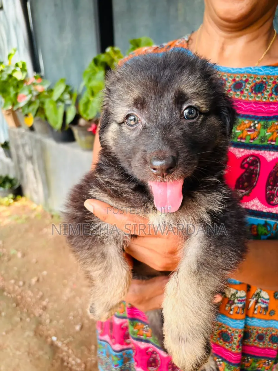 0-1 month Male Purebred German Shepherd
