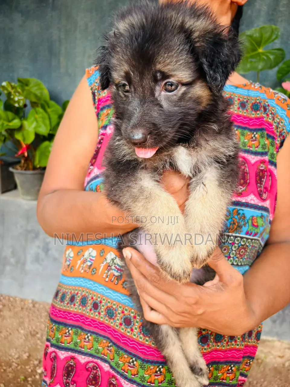 0-1 month Male Purebred German Shepherd