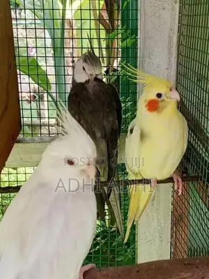 African Lovebirds