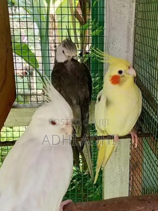 African Lovebirds