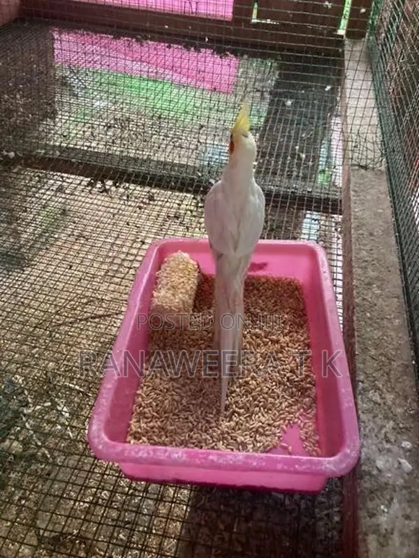 Cockatail/Love Birds Cage