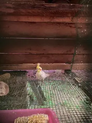 Cockatail/Love Birds Cage