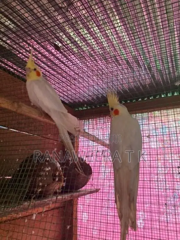 Cockatail/Love Birds Cage