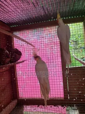 Cockatail/Love Birds Cage