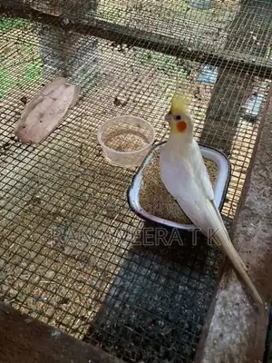 Cockatail/Love Birds Cage