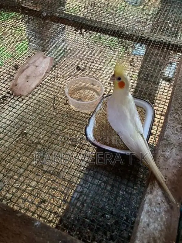 Cockatail/Love Birds Cage