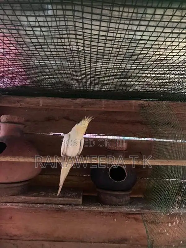 Cockatail/Love Birds Cage