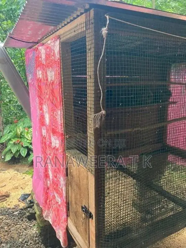 Cockatail/Love Birds Cage