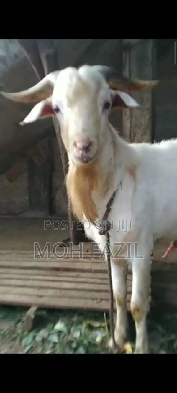 Male Goat Black