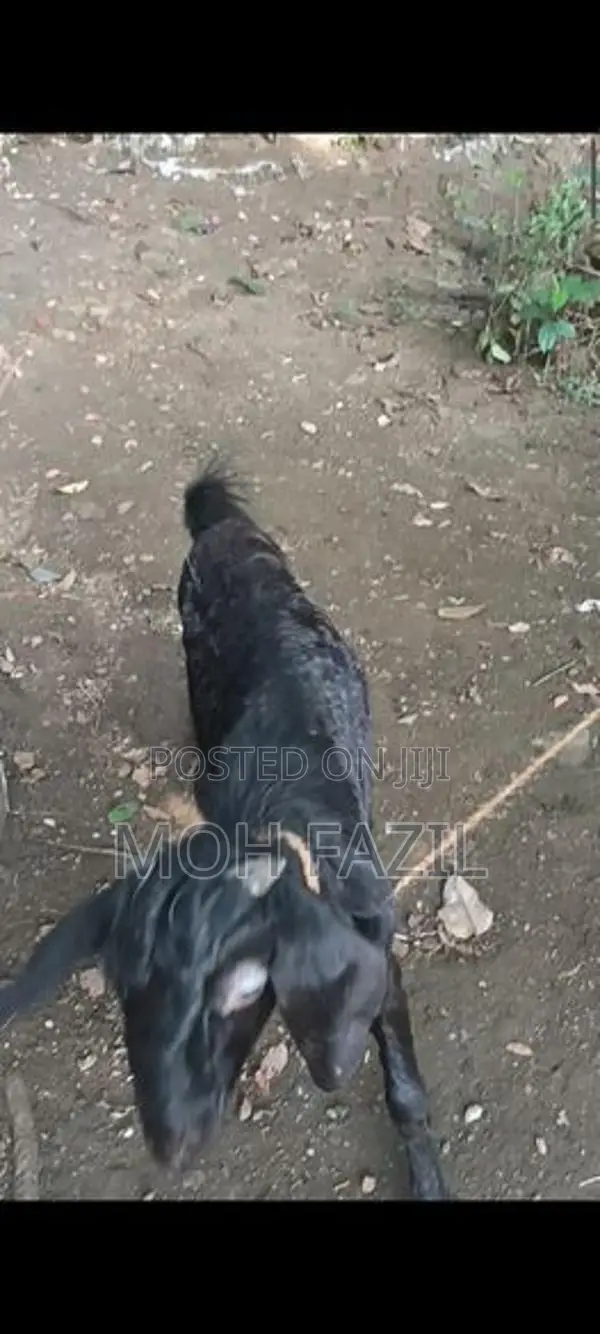 Male Goat Black