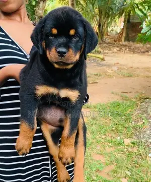 Rottweiler Male Puppy