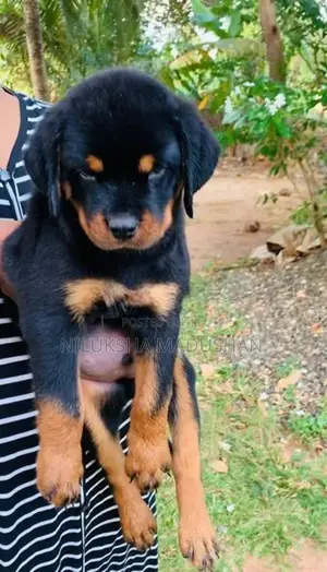 Rottweiler Male Puppy