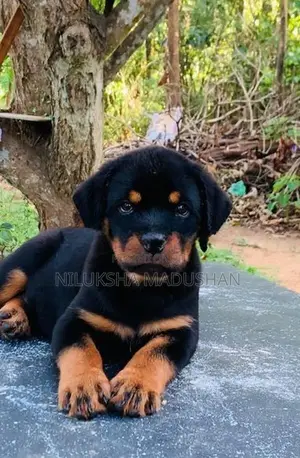 Rottweiler Male Puppy