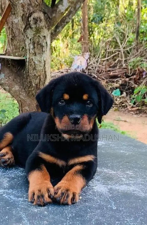 Rottweiler Male Puppy