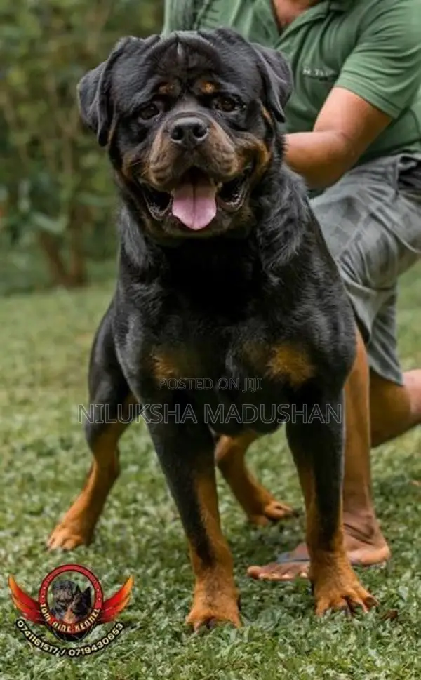 Rottweiler Male Puppy