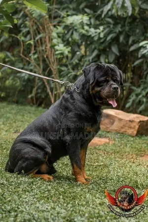 Rottweiler Male Puppy