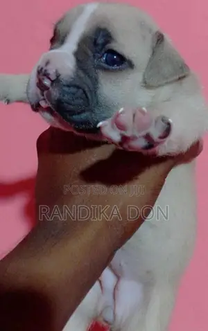 American Bully Female Puppy
