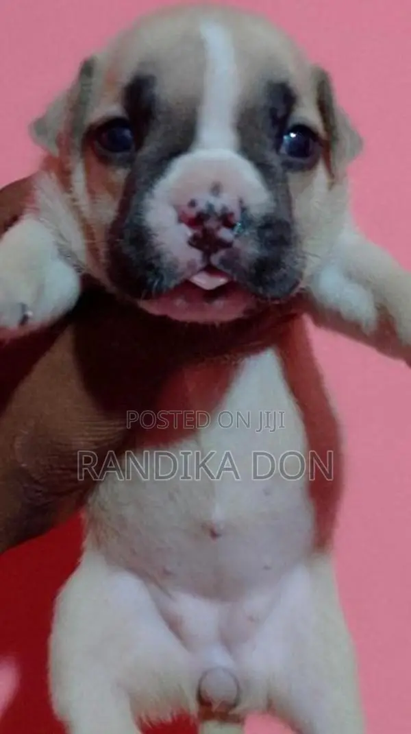 American Bully Female Puppy