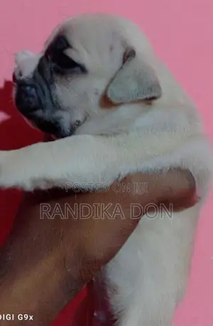 American Bully Female Puppy