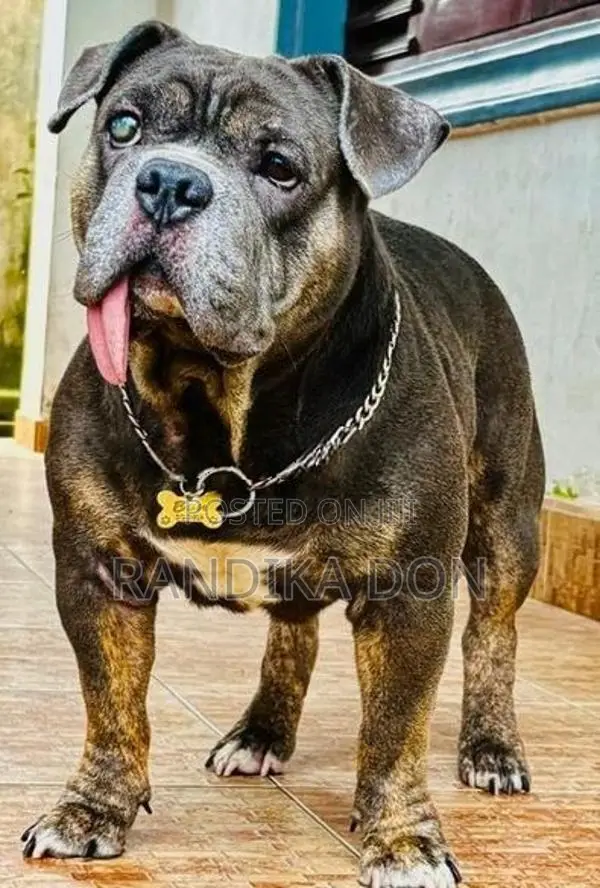 American Bully Female Puppy