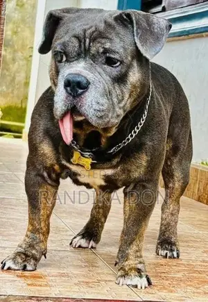 American Bully Female Puppy