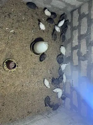 முட்டையிடும் காடை
