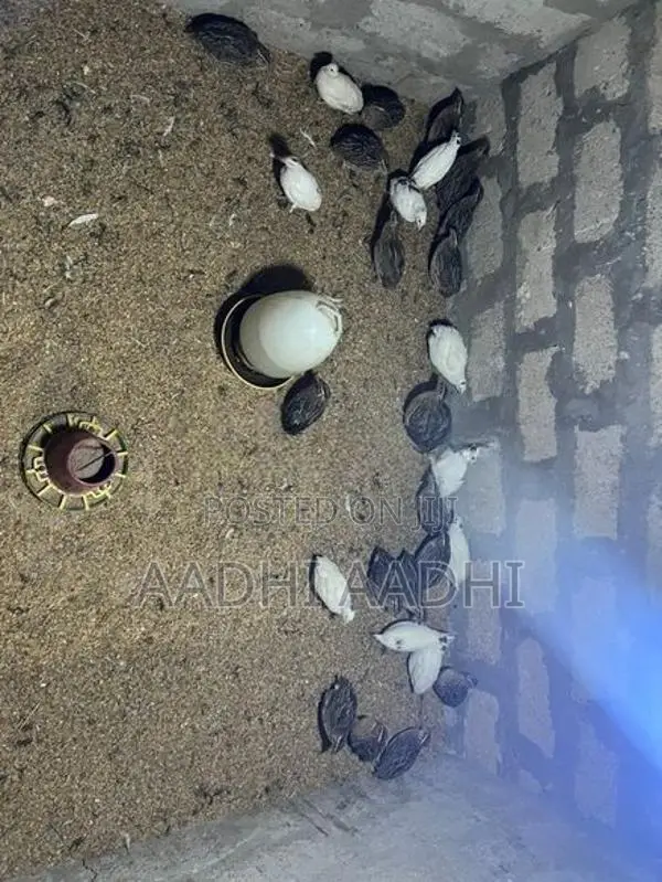 முட்டையிடும் காடை