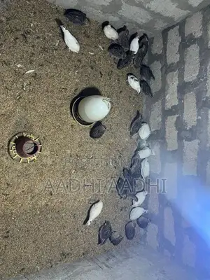 முட்டையிடும் காடை
