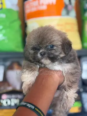 Shihtzu Puppies