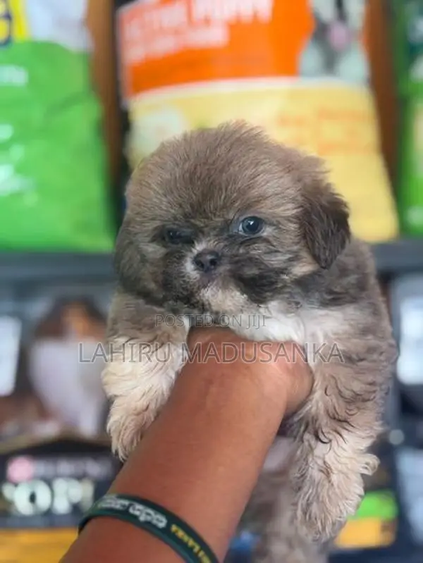 Shihtzu Puppies