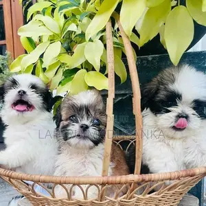 Shihtzu Puppies