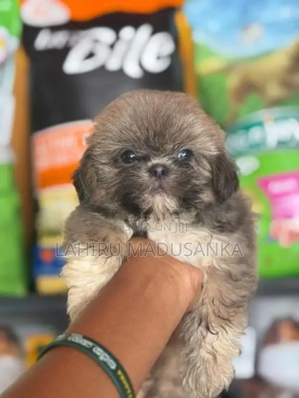 Shihtzu Puppies