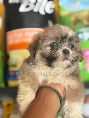 Shihtzu Puppies