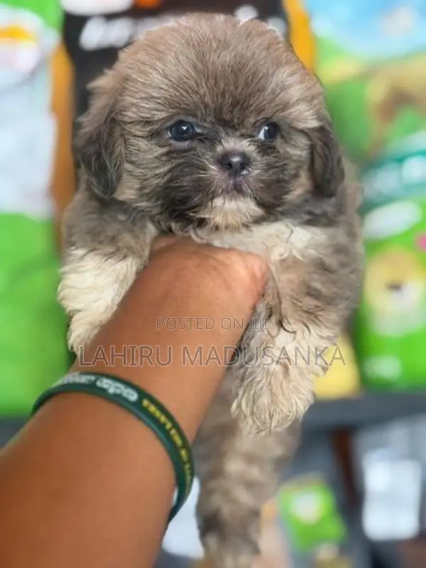 Shihtzu Puppies