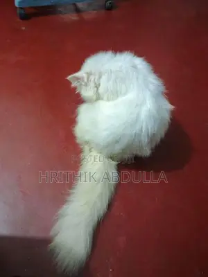 Persian Turkey Angora