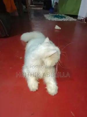 Persian Turkey Angora