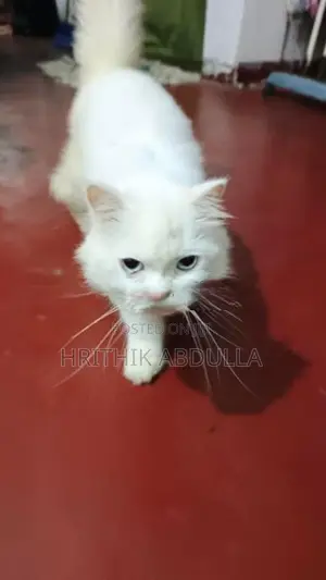 Persian Turkey Angora