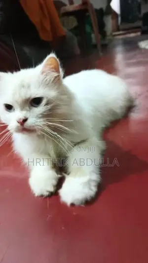 Persian Turkey Angora