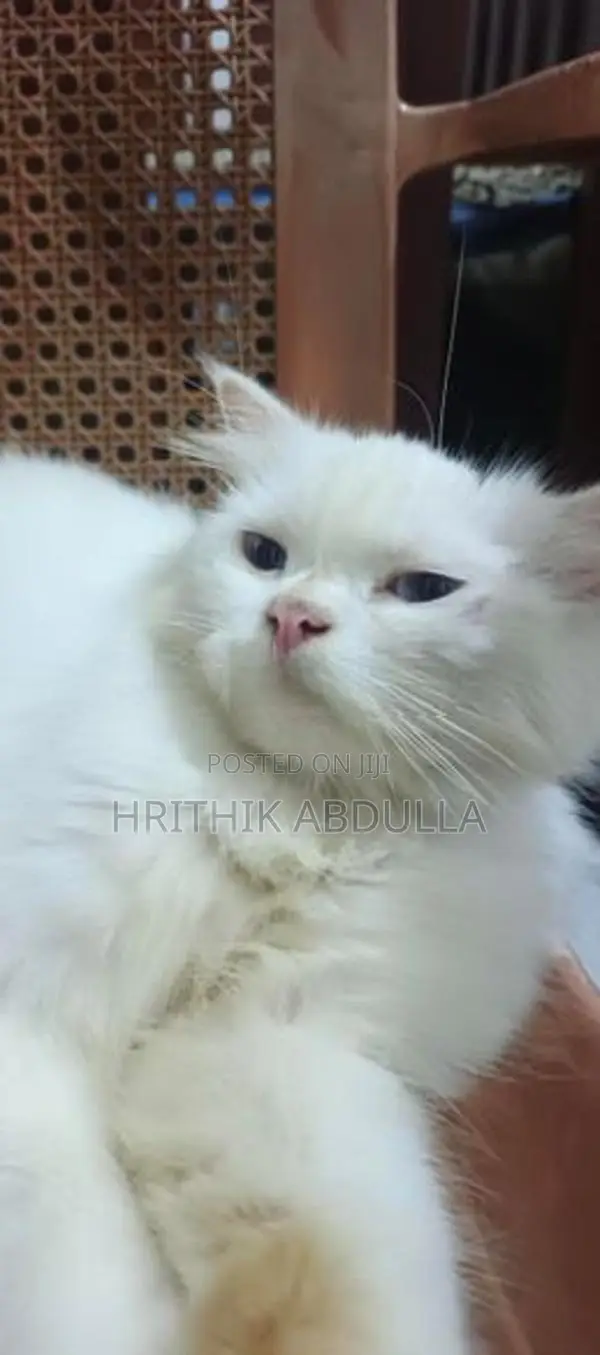 Persian Turkey Angora