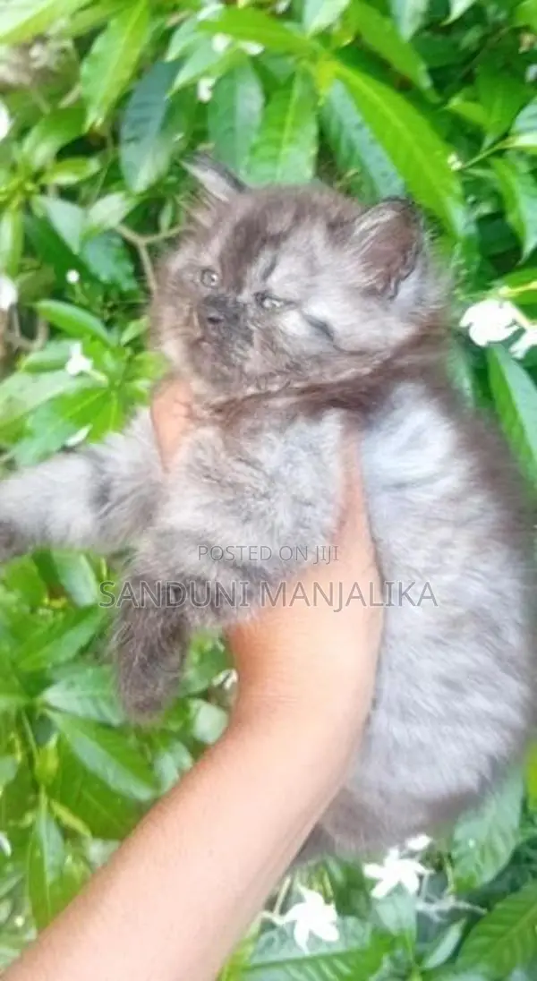 Persian Cat Female ( Kitten )