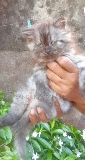 Persian Cat Female ( Kitten )
