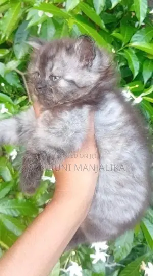 Persian Cat Female ( Kitten )